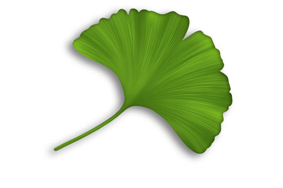 ginkgo2